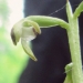 Orchidaceae > Corallorhiza trifida - Racine de corail