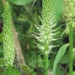 Campanulaceae > Phyteuma spicatum - Raiponce en épi
