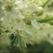 Rosaceae > Filipendula ulmaria - Reine des prés