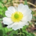 Ranunculaceae > Ranunculus alpestris - Renoncule alpestre