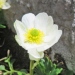 Ranunculaceae > Ranunculus alpestris - Renoncule alpestre