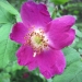 Rosaceae > Rosa alpina - Rosier des alpes