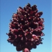 Rosaceae > Sanguisorba officinalis - Sanguisorbe