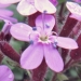Caryophyllaceae > Saponaria ocymoides - Saponaire des rochers
