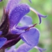 Lamiaceae > Salvia nemorosa - Sauge des bois