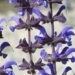 Lamiaceae > Salvia pratensis - Sauge des prés