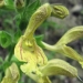 Lamiaceae > Salvia glutinosa - Sauge glutineuse