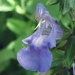 Lamiaceae > Salvia officinalis - Sauge officinale