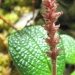 Salicaceae > Salix reticulata - Saule réticulé