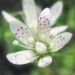 Saxifragaceae > Saxifraga rotundifolia - Saxifrage à feuilles rondes