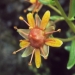 Saxifragaceae > Saxifraga aizoides - Saxifrage faux aïzoon