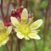 Saxifragaceae > Saxifraga moschata - Saxifrage musquée