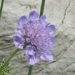 Dipsacaceae > Scabiosa columbaria - Scabieuse colombaire