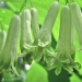 Asparagaceae > Polygonatum multiflorum - Sceau de Salomon
