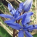 Liliaceae > Scilla bifolia - Scille à deux feuilles