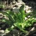 Aspleniaceae > Phyllitis scolopendrium - Scolopendre