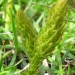 Selaginellaceae > Selaginella selaginoides - Selaginelle spinuleuse