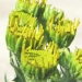 Asteraceae > Jacobaea × reisachii - Séneçon hybride