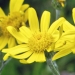 Asteraceae > Senecio doronicum - Séneçon doronic