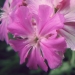 Caryophyllaceae > Lychnis flos-jovis - Silène fleur de Jupiter