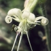 Caryophyllaceae > Silene nutans - Silène penché