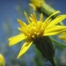 Asteraceae > Solidago virgaurea - Solidage verge d'or
