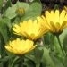 Asteraceae > Calendula officinalis - Souci officinal