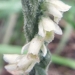 Orchidaceae > Spiranthes spiralis - Spiranthe d'automne