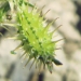 Apiaceae > Torilis arvensis - Torilis des champs