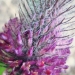 Fabaceae > Trifolium rubens - Trèfle rougeâtre