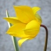 Liliaceae > Tulipa sylvestris - Tulipe des bois