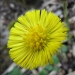 Asteraceae > Tussilago farfara - Tussilage