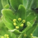 Melanthiaceae > Veratrum album - Vérâtre blanc