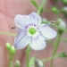 Plantaginaceae > Veronica urticifolia - Véronique à feuilles d'ortie