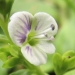 Plantaginaceae > Veronica serpyllifolia - Véronique à feuilles de serpolet