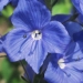 Plantaginaceae > Veronica austriaca - Véronique d'Autriche