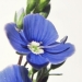 Plantaginaceae > Veronica chamaedrys - Véronique petit-chêne