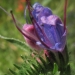 Boraginaceae > Echium vulgare - Vipérine